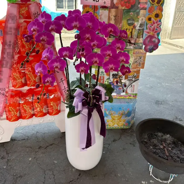 喪禮蘭花6株一盆 02